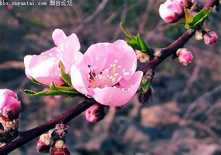 用繁花似锦造句