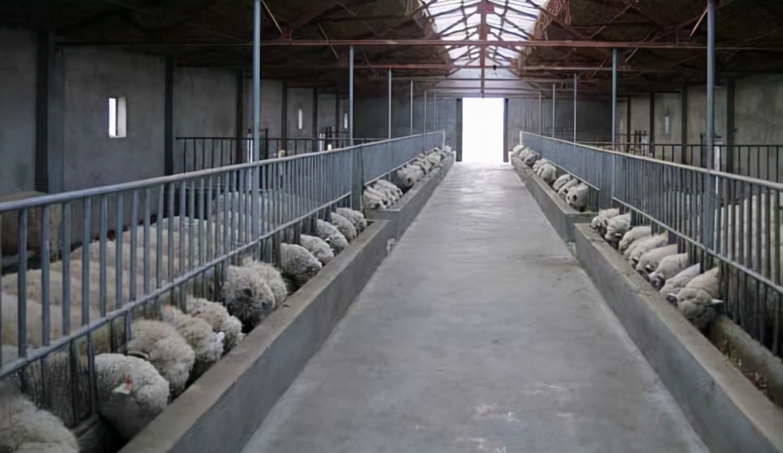 小农民开养殖场脑洞大开，羊没长大就先卖出，短短几天竟收了30万